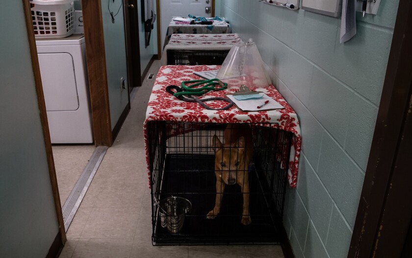 111721.N.FF.SHELTERS_1.jpg