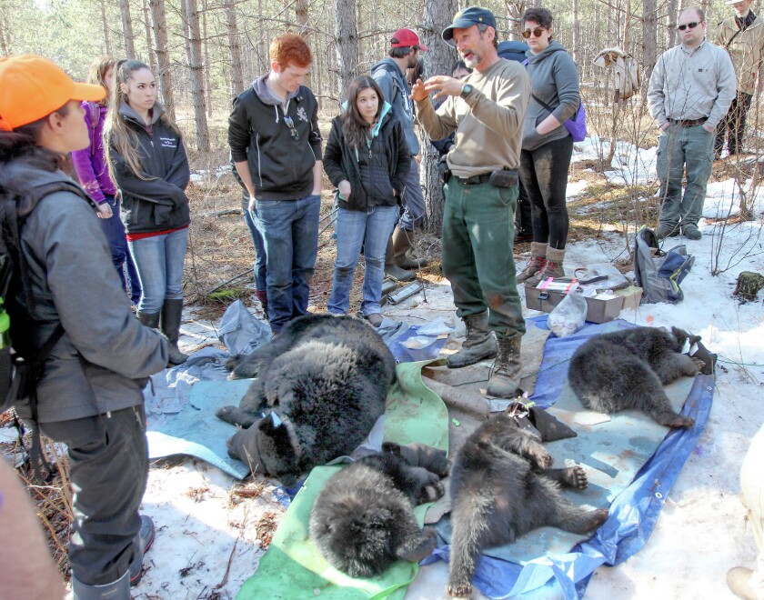 2399187+cookBEAR0318c2.jpg