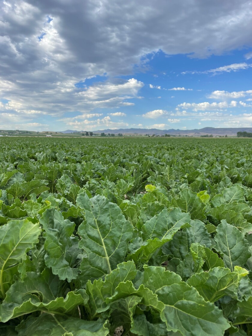 Sugarbeets in a field in front of mountains in the distance.