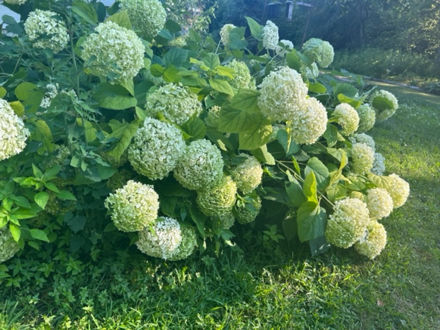 Hydrangeas Minnesota Master Gardener Sue Morris: Hydrangea is a perennial that blooms longer ...