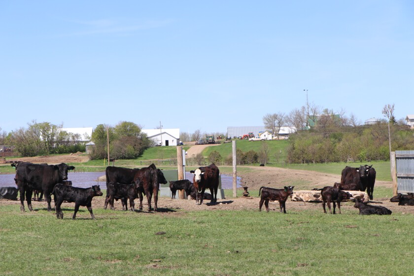 Cows with month-old calves that survived Blizzard Haley are a quarter-mile from the ranch.