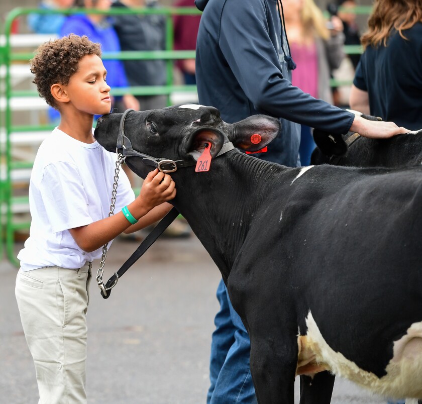 Boy comforts his calf during showman competition