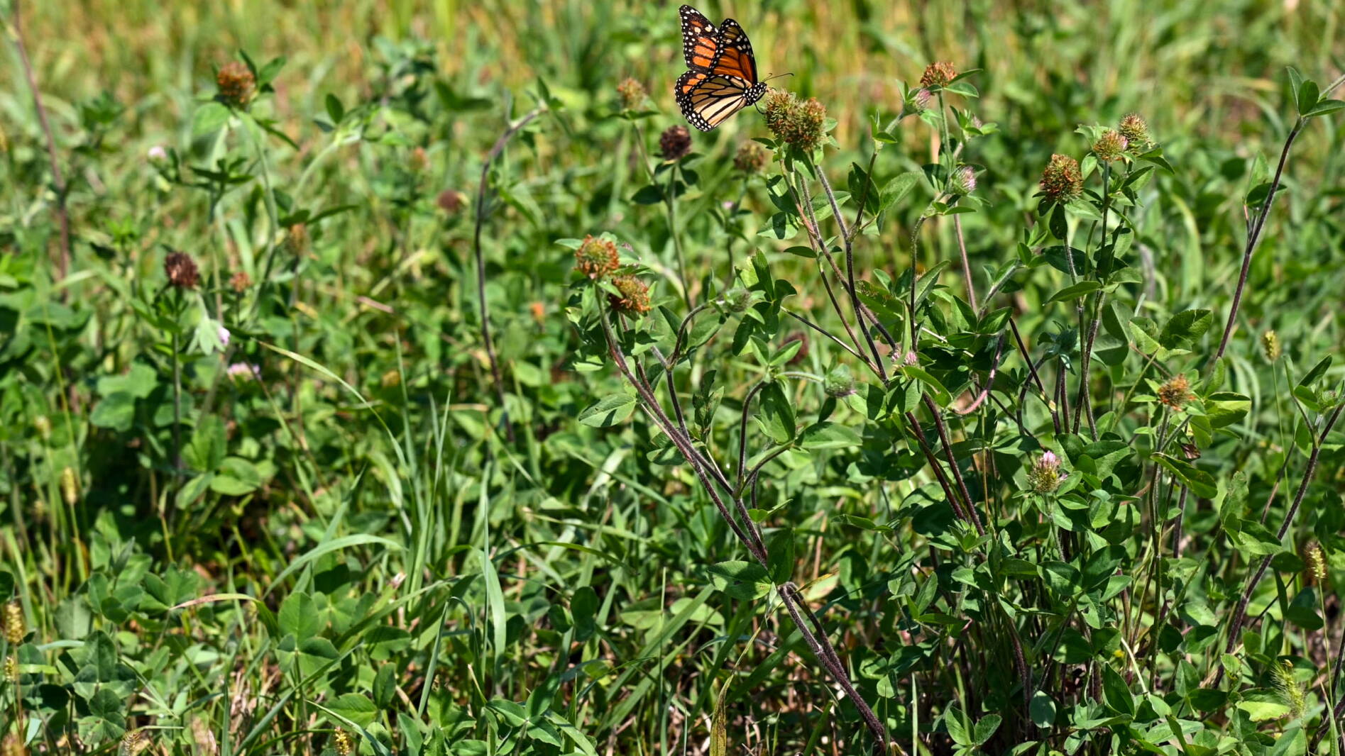 USDA to allow producers to terminate expiring CRP contracts early in an ...
