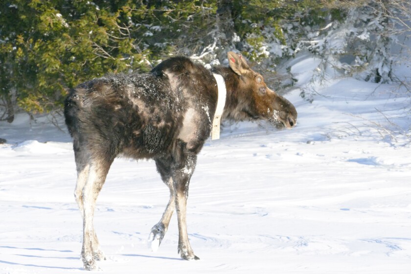 moose with ticks