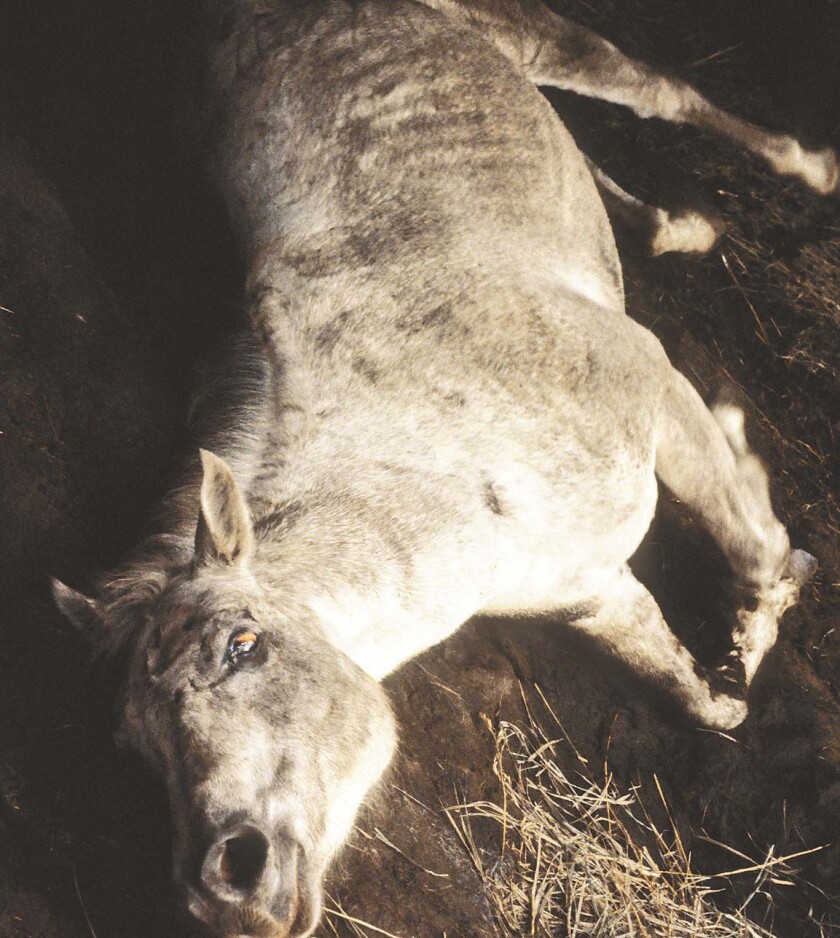 Descendants of wild horses roam