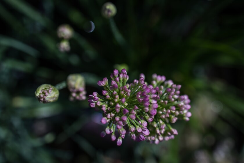 Edible Flowers