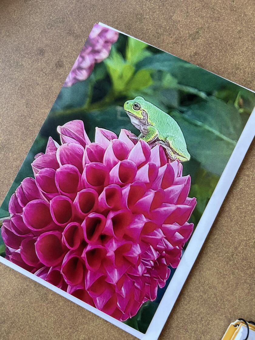 Wendy_card version of Pink Charming, the photo that started it all by catching the attention of Essentia Health employee (Roxane Salonen).jpg