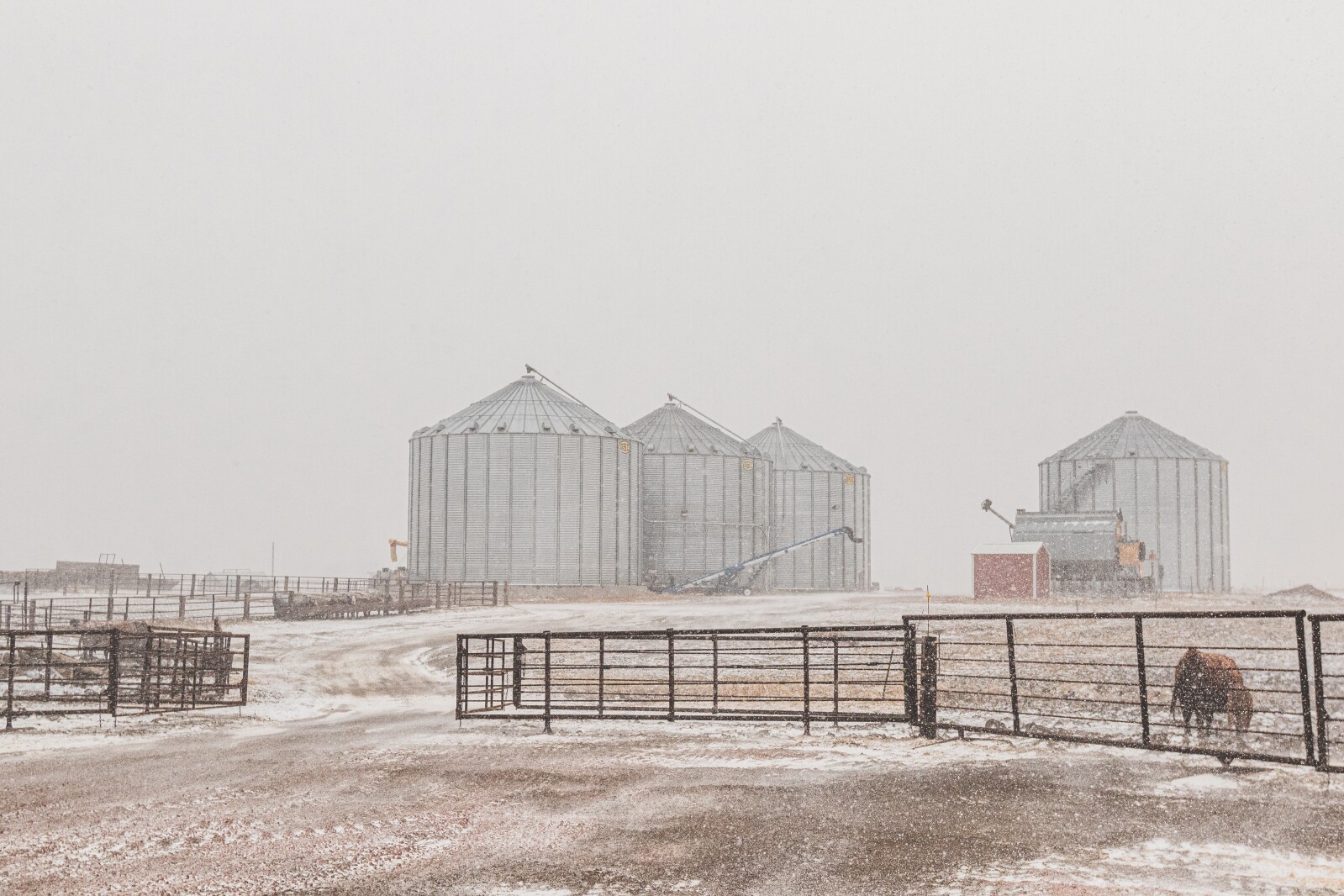 GronsethCattleFarm-37.jpg
