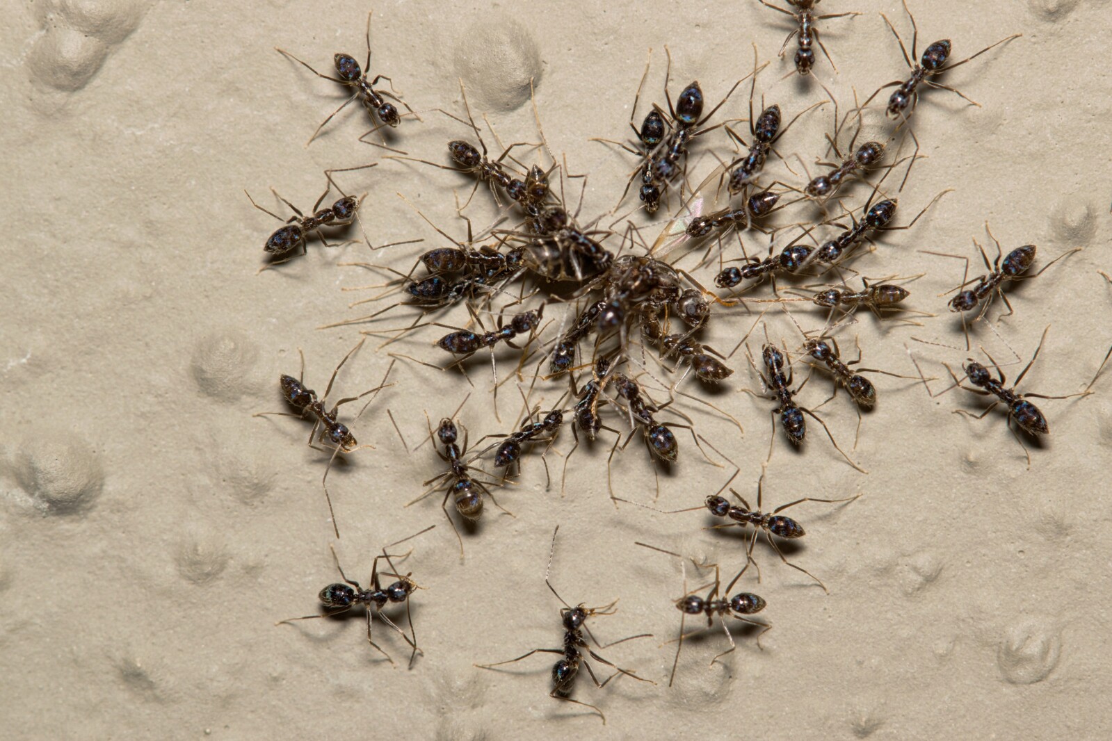 What longhorn crazy ants can teach us about groupthink - Grand Forks ...