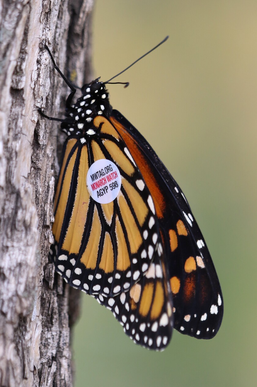 butterfly release with tag 092122.jpg