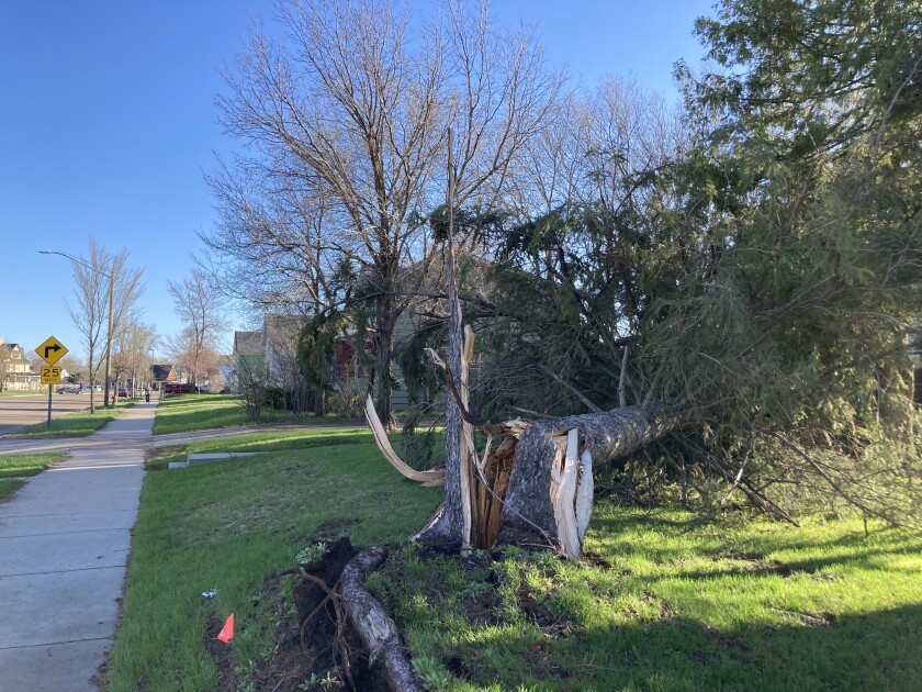 DOwn tree Hwy 71.jpg