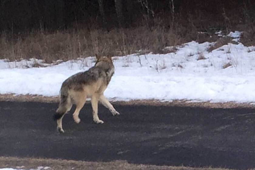 wolf walking away