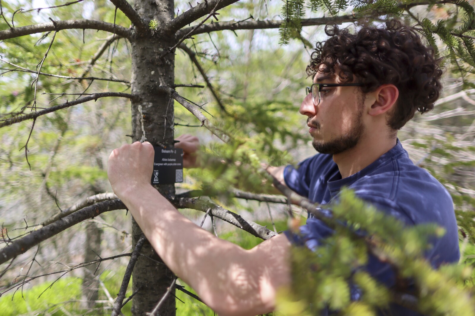 Duluth volunteer scientists label trees for research - Duluth News ...