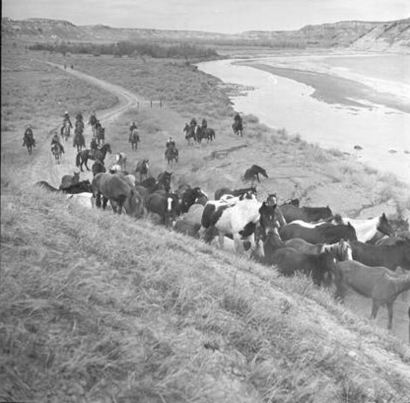 1954 horse roundup Theodore Roosevelt National Park.jpg