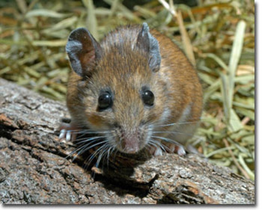 white_footed_mouse_JW.jpg