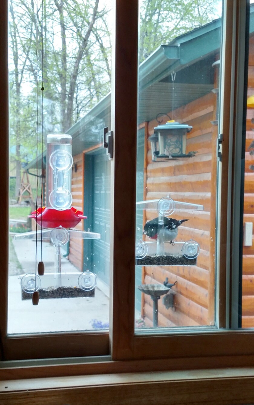 041421.O.PRE.ClingingBirdFeeders.jpg