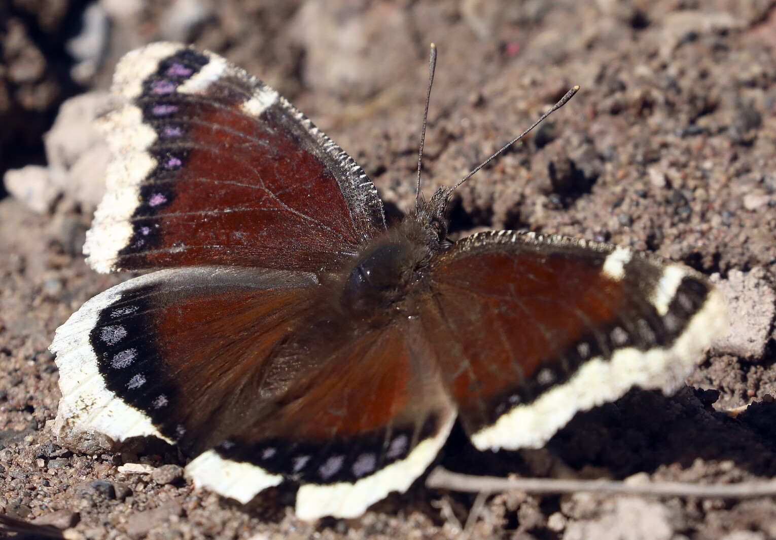 Photo gallery: Small signs of spring - Duluth News Tribune | News ...