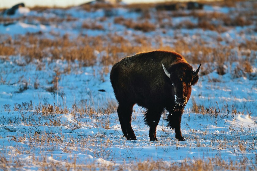 1441054+Bison002_CMYK.jpg