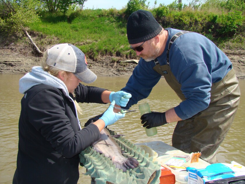 Mark Pegg (right) helps McKenzie Hauger install a radiotransmitter into a channel catfish on the Red River in Grand Forks. A fish ecologist and instructor at the University of Nebraska-Lincoln, Pegg is the faculty lead in the Red River fish tracking study. (Photo/ Brad Dokken, Grand Forks Herald)