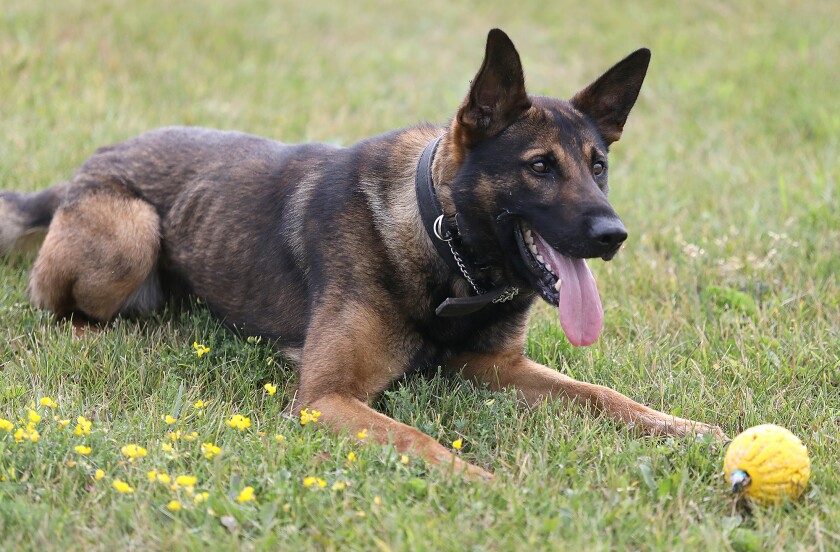 Superior K9, Radik, waits for his ball to be thrown