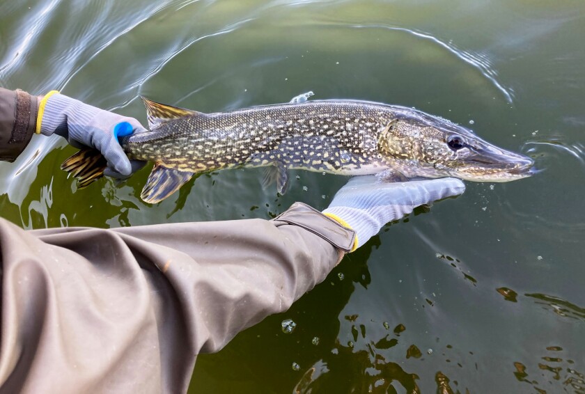 Northern pike