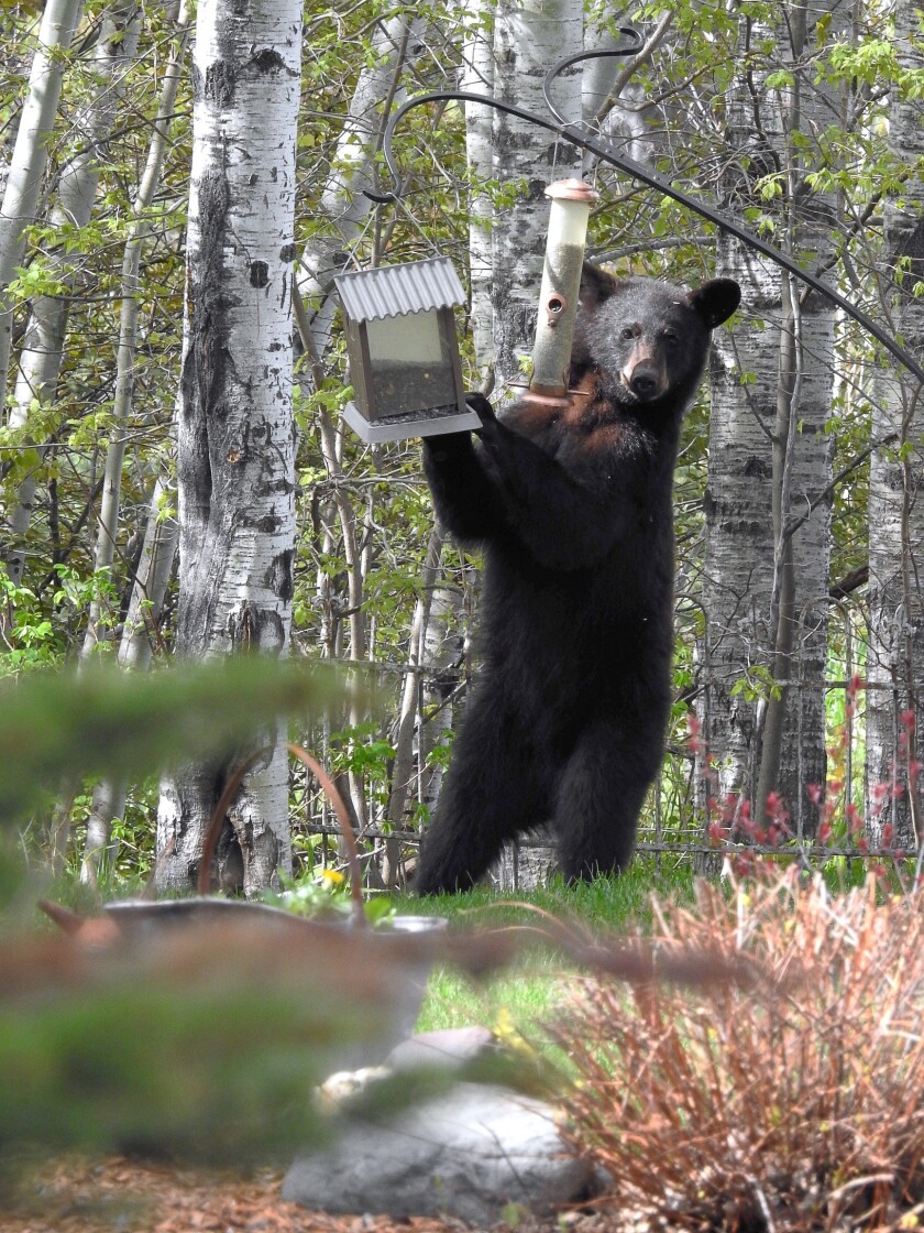 070922.N.PRE.BearBirdFeeder.jpg