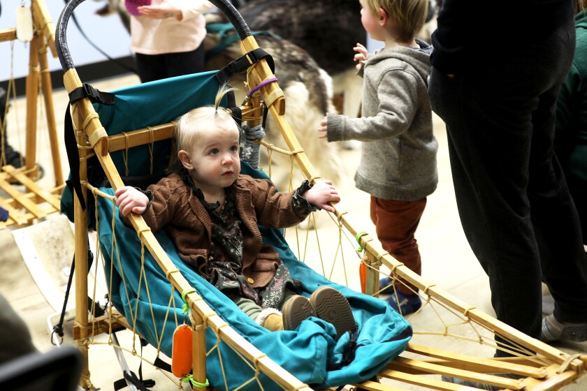 A toddler girl sitting in a dog sled at an indoor event.