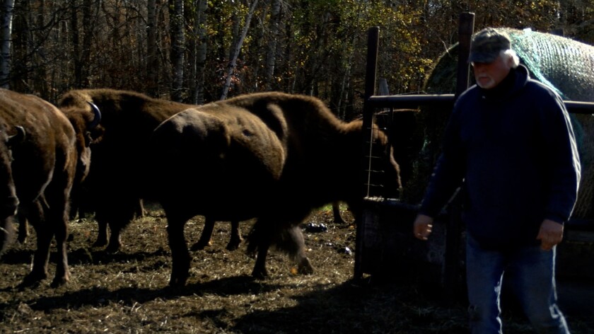 Bison Rancher pic 1.jpg