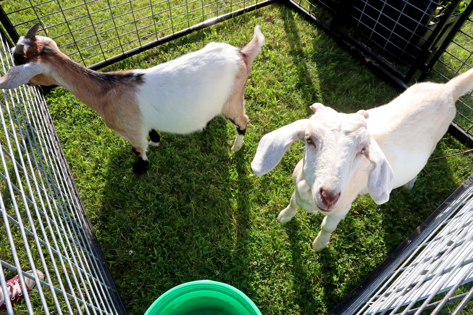 Goats at Bethlehem Evangelical Lutheran Church