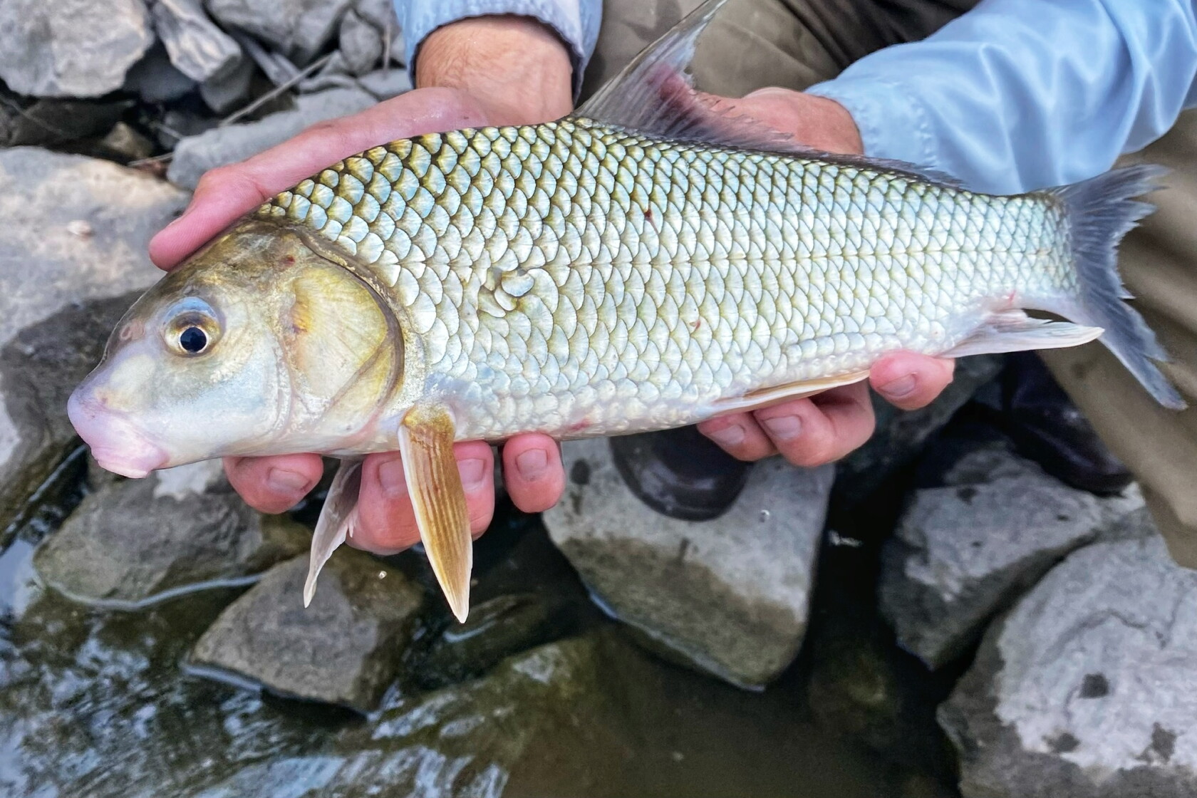 Mn Native Fish Minnesota DNR asks for input on native rough fish proposals - Grand ...