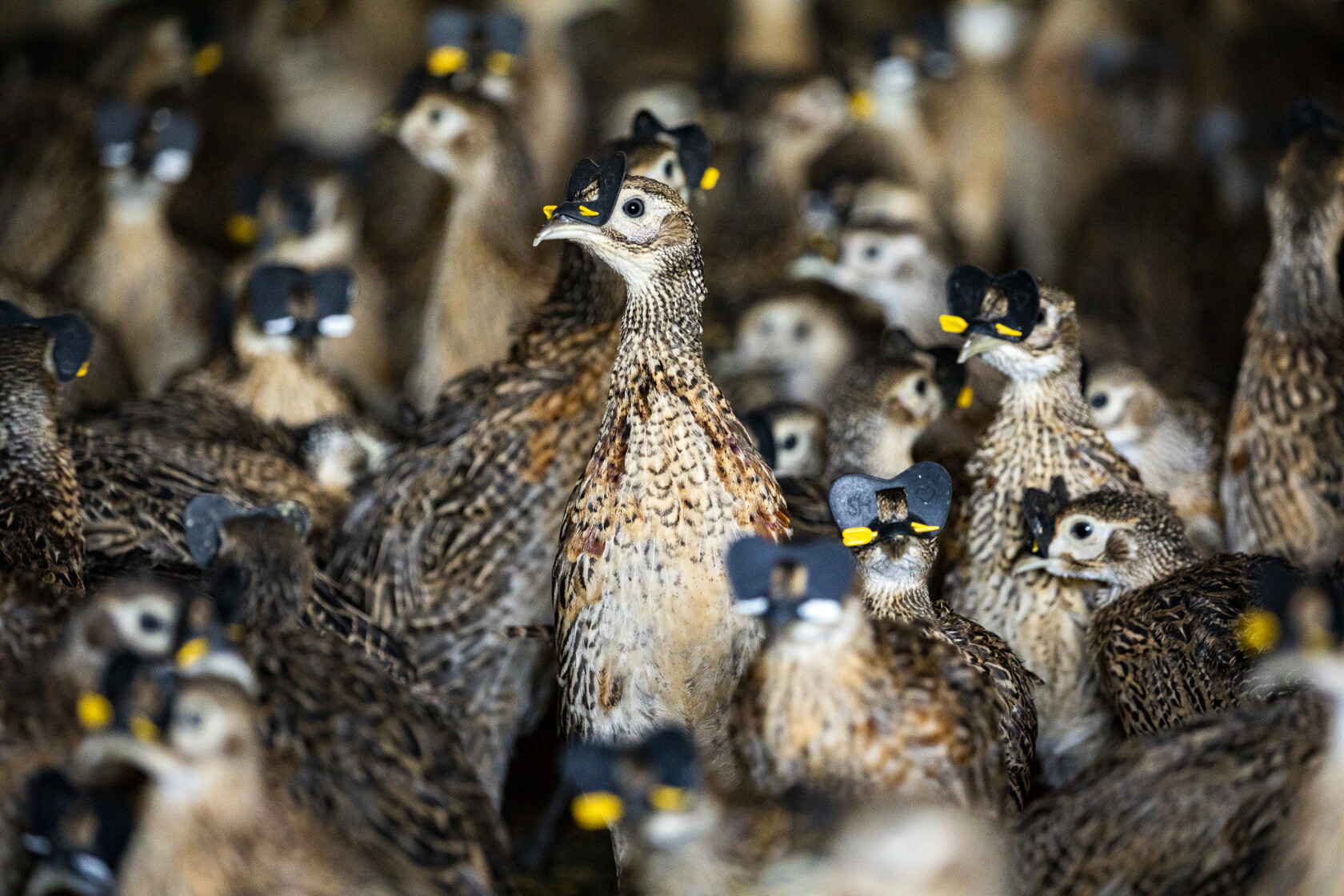 Pheasant Rearing Field Raising pheasants on a Howard, SD farm - Mitchell Republic | News ...