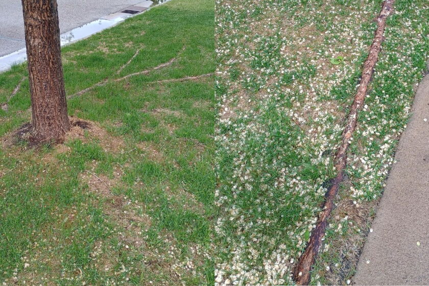 Subsurface Tree Root Damage What do I do about tree roots at the ground surface? - InForum | Fargo ...