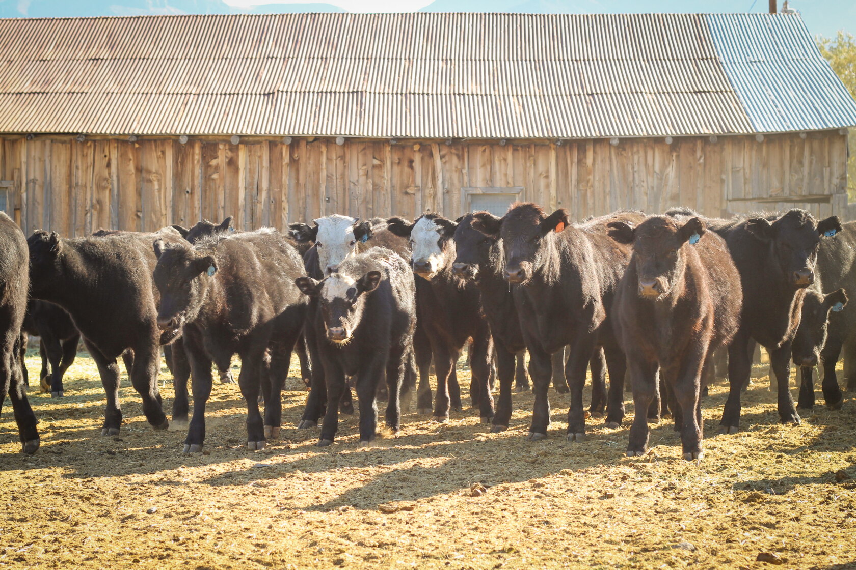 Backgrounding Price protection, backgrounding heifers and other market lessons ...