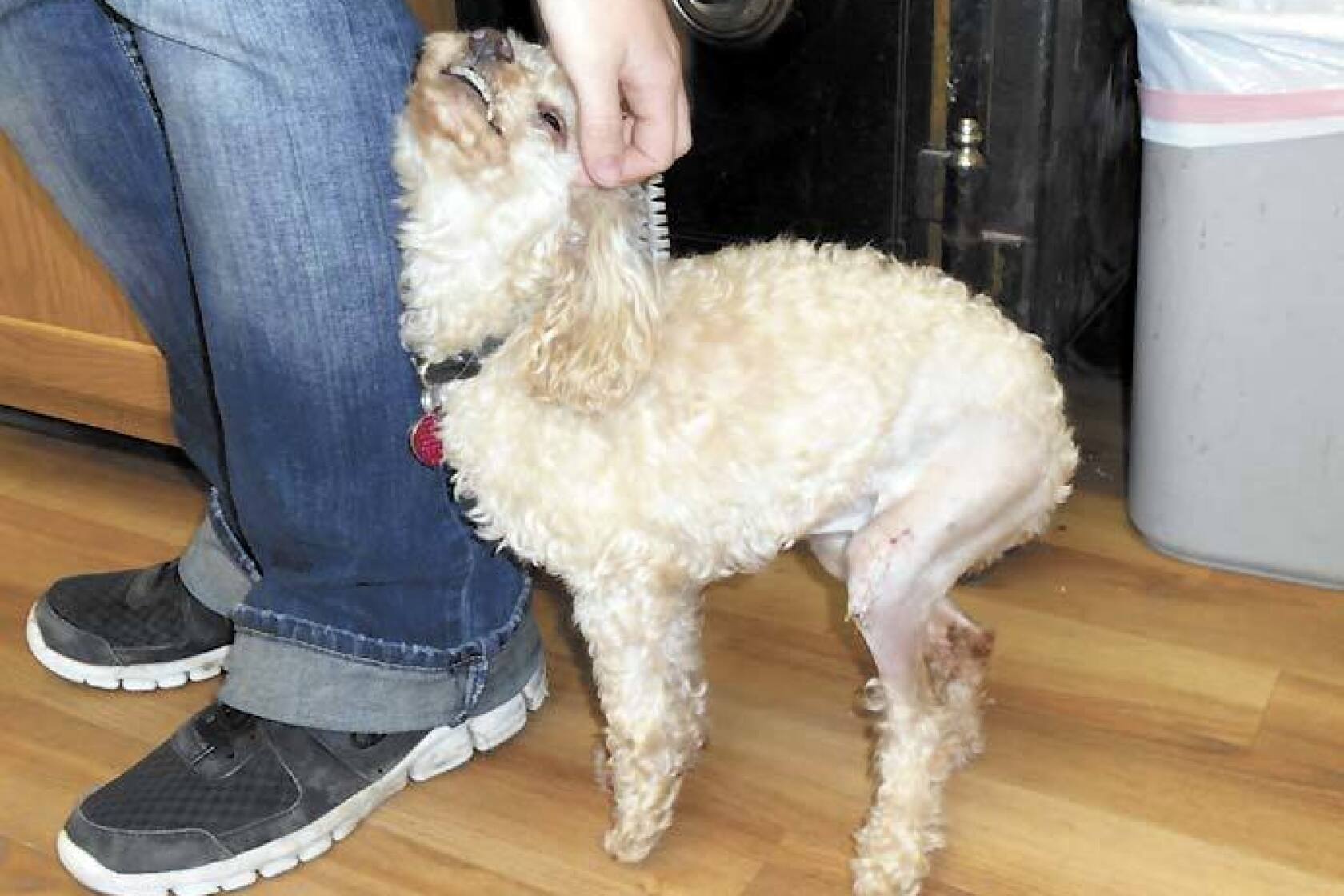 Disabled poodle gains mobility, new family - InForum | Fargo, Moorhead ...