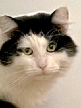 PETS_Ike.png