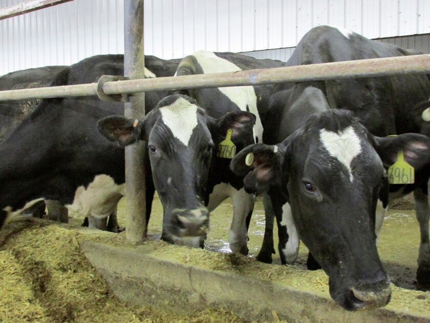 Dairy cows are pictured in a South Dakota dairy operation. (Erin Beck/For The Daily Republic)