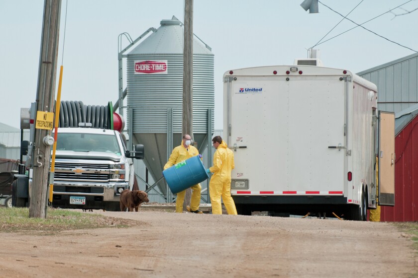 Minnesota Board of Animal Health workers clean and discard their protective gear at a turkey farm in Nobles County that was infected with the Avian flu. The farm east of Worthington has three barns, one which held 7,000 turkeys affected by the diseases. A total of 21,000 turkeys either died or were killed to stop the spread of the Avian flu. (Jackson Forderer for MPR News)