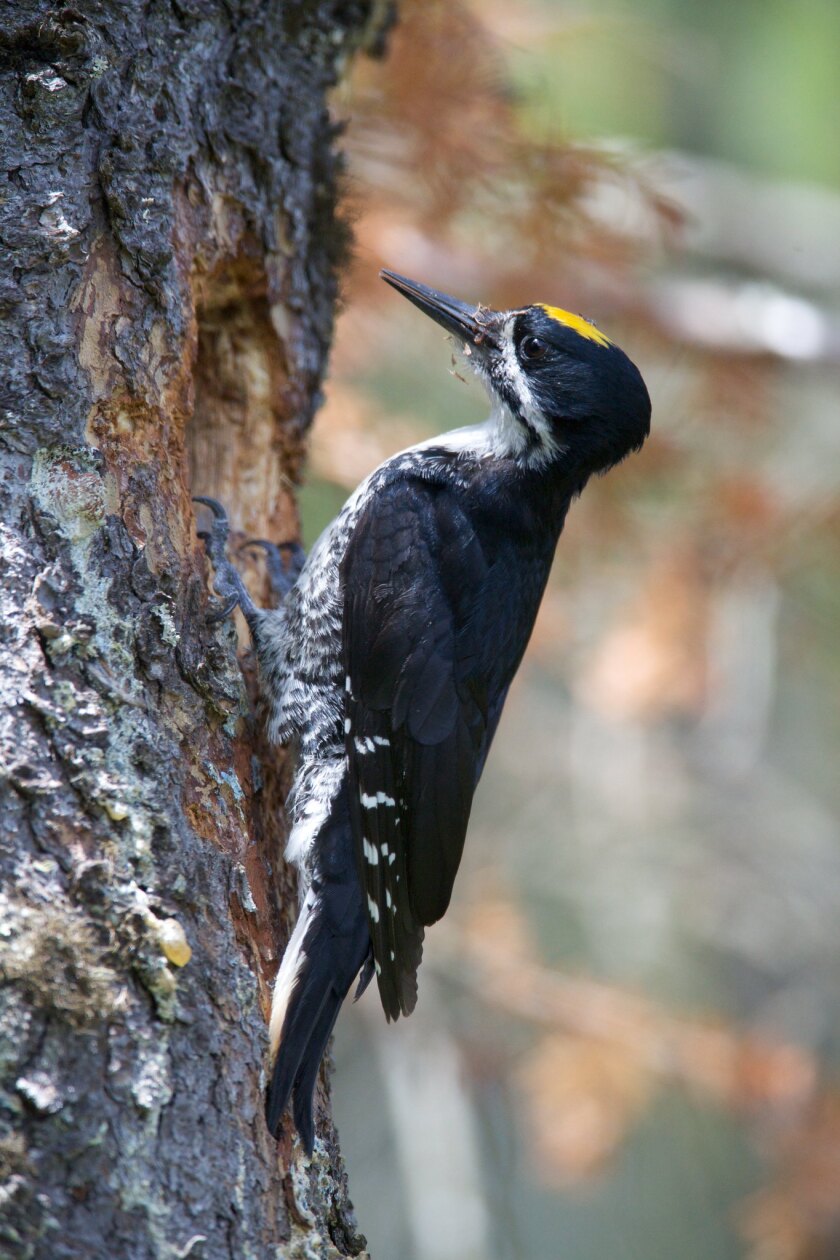 black backed woodpeck.jpg