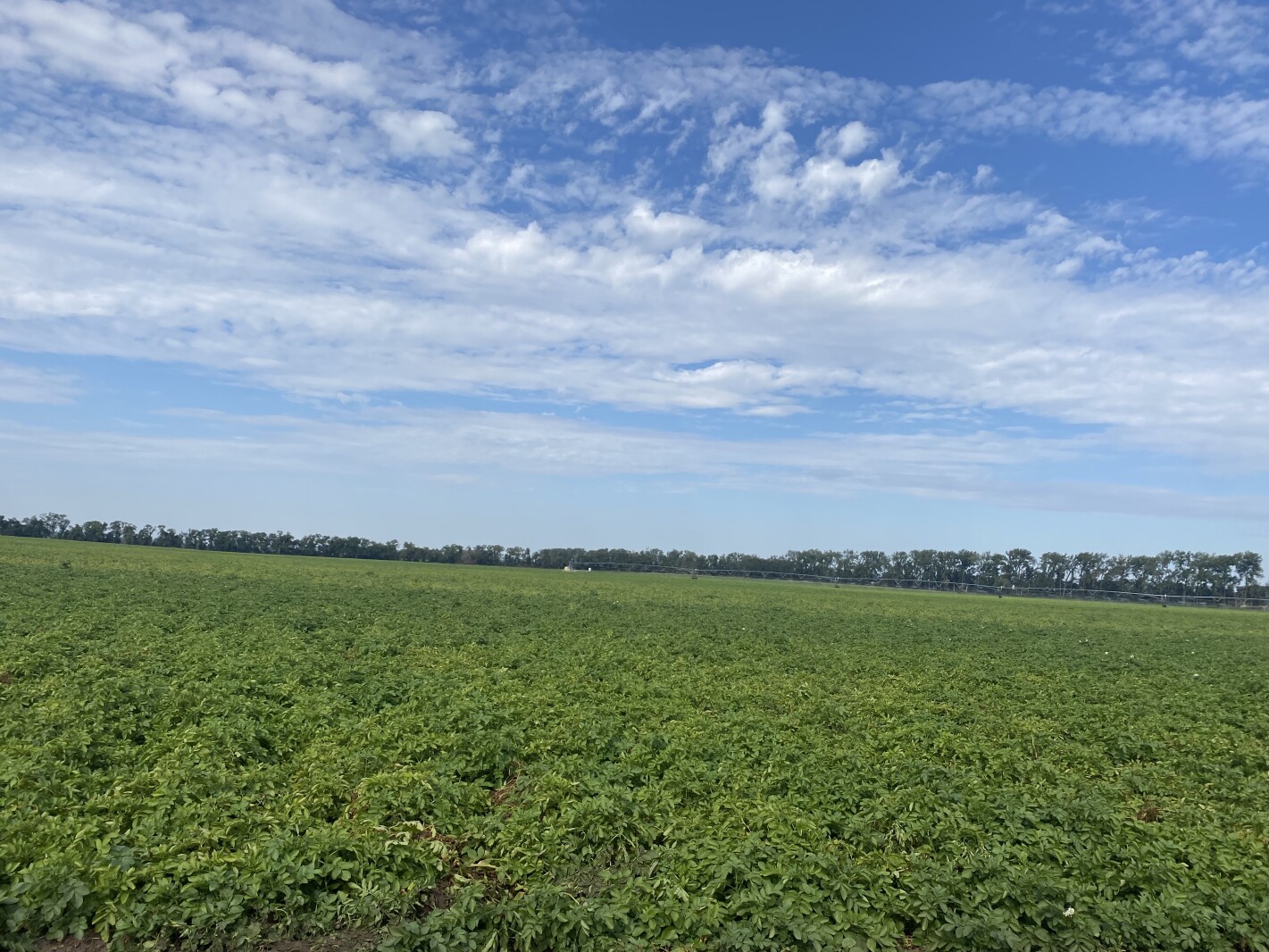 Minnesota and North Dakota potato crop on pace for average year