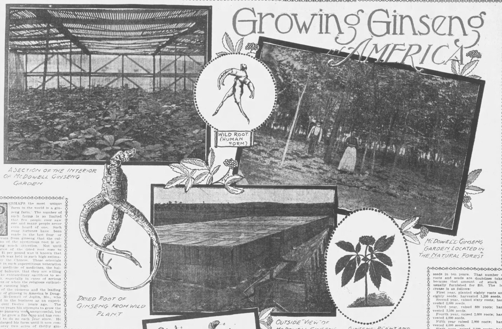 Minnesota's early history with slavery and ginseng
