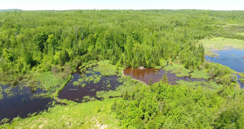 beaver ponds