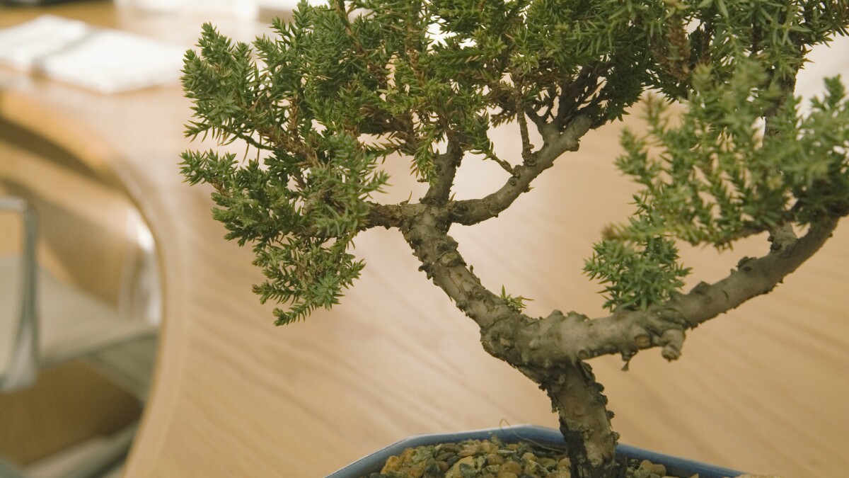 MASTER GARDENER — Bonsai gardening for everyone with small start