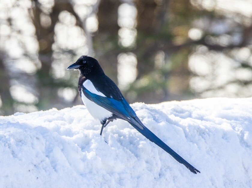 black bird with white chest, blue wings and very long blue tail stands on snow