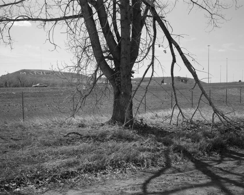 Chris Franz tree.jpg