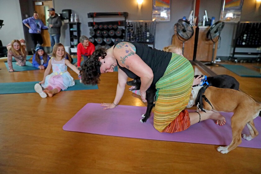 Enthusiastic puppies mob around people trying to do yoga.