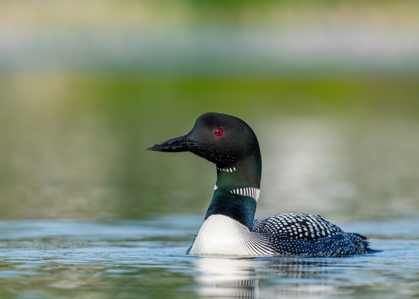 Owens_Loon.jpg