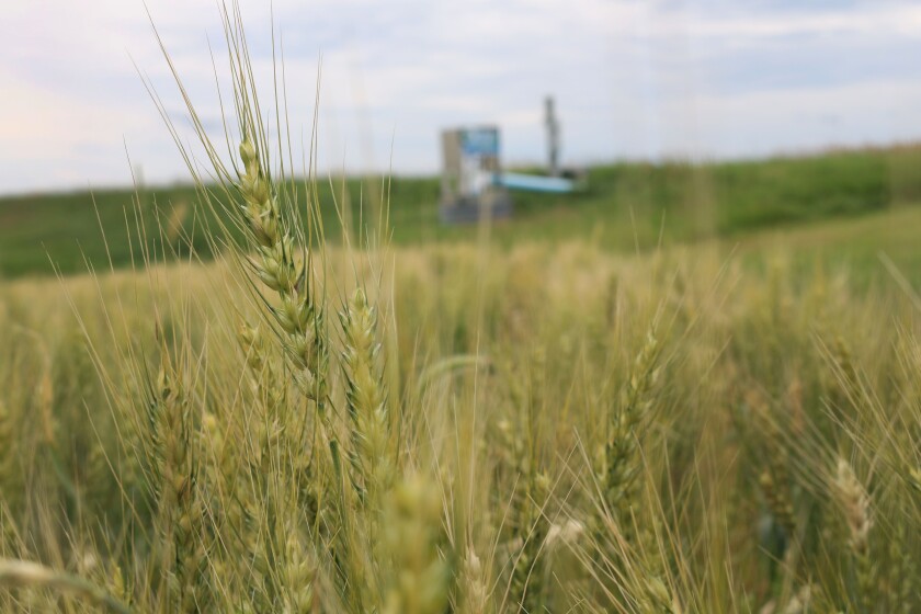072020.AG.AgweekCerealGrainsTour2020Pates104.jpg
