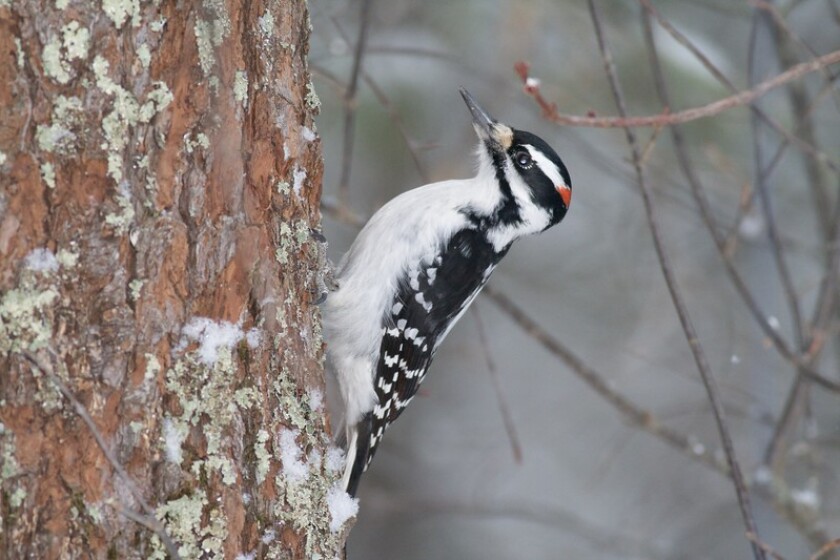 bird with black and white markings, white chest and red dot on head clings to tree