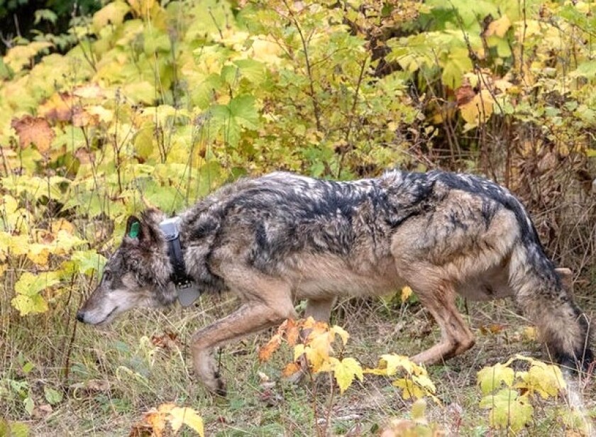 Isle Royale wolves getting too much people food - Duluth News Tribune ...