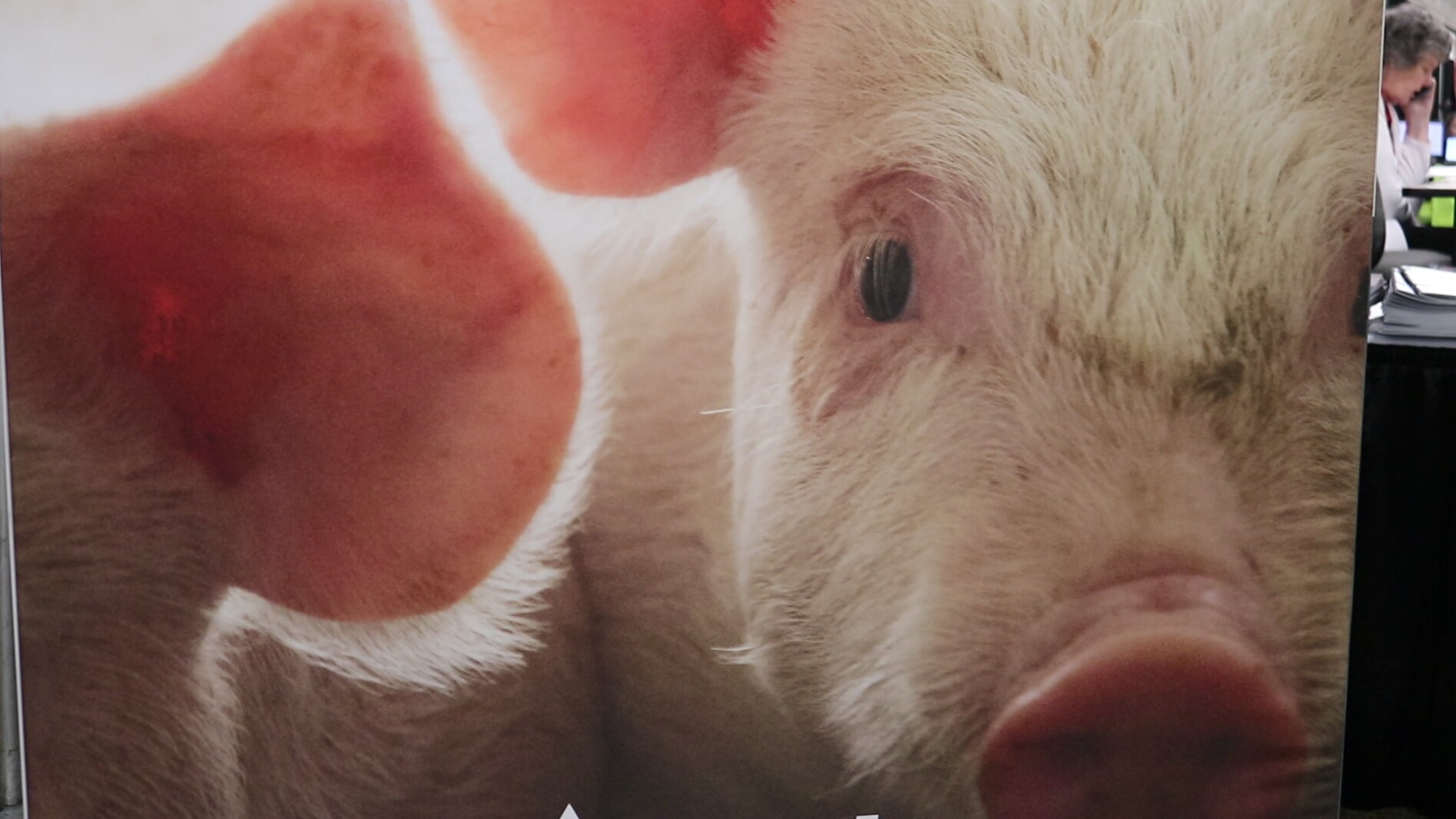 PRRS remains top health threat to U.S. pork industry in 2026
